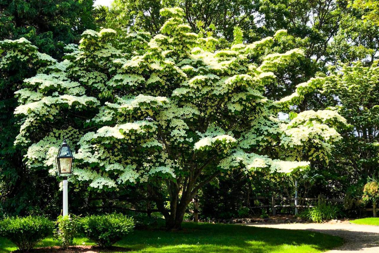Lily Hill Villa Винярд Хейвън Екстериор снимка